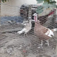 بوقلمون|حیوانات مزرعه|ساوه, |دیوار