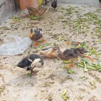 جوجه اردک ۳ ماه|حیوانات مزرعه|آبپخش, |دیوار