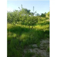 باغ در اردبیلک