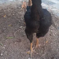 معاوضه مرغ لاری با قناری مست