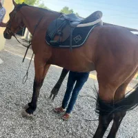 اسب نریون دوسر خارجی|اسب و تجهیزات اسب‌سواری|ری, دیلمان|دیوار