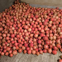 انار عقدا|خوردنی و آشامیدنی|عقدا, |دیوار