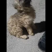 سگ با نژاد