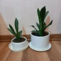دو عدد گل سانسوریا با گلدان