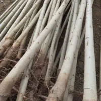 نهال تضمینی و زود بارده