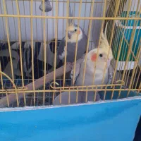 سلام یک جفت عروس بالغ تخم گذارفروشی