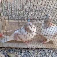 پرنده|پرنده|شهرآباد, |دیوار