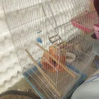 قفس پرنده بزرگ