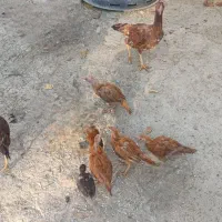 خروس و جوجه لاری افغانی|حیوانات مزرعه|فیروزآباد (لرستان), |دیوار