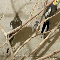 عروس هلندی جفت کار ،قناری جفت کار