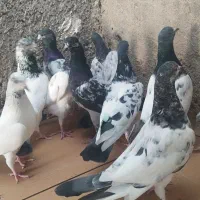 کبوتر پاکستانی|پرنده|خورموج, |دیوار