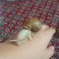 چهار عدد حلزون با باکس و خاک