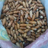 بلوط مازوار