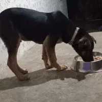 سگ نرنگهبان ۵ماهه