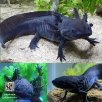 انواع ماهی گوشتخوار وگیاهخوار