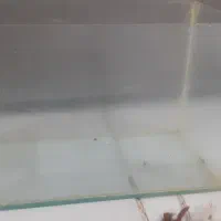 آکواریوم سالم  یکی شیشه خم دوتا ۲۴۰ پول لازم