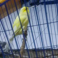 قناری یورک تنه درشت