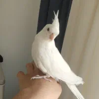 عروس آلبینو