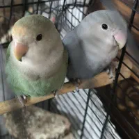 طوطی برزیلی اوپال