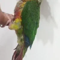 گرینچیک نر