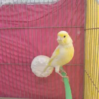 قناری نر|پرنده|فارسان, |دیوار