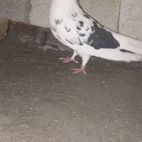 کبوترتک پر|پرنده|کلاله, |دیوار