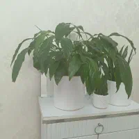 گل های آپارتمانی