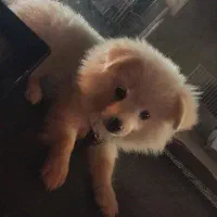 سگ پامر ماده ۷ماهه|سگ|شهریار, شهرک وائین|دیوار