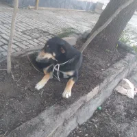 سگ دوبرمن اهلی