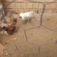 لاری سفید نژاد اوشامو
