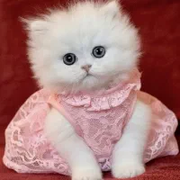 گربه عروسکی