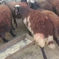بره ماده میش
