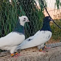 پرنده بهبونی طوق سبز کله ای هویی|پرنده|شیراز, ویلاشهر|دیوار