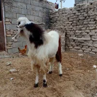 کهره نرچاق|حیوانات مزرعه|نیمروز, |دیوار