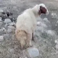 قوچ سنجابی|حیوانات مزرعه|ایوان, |دیوار