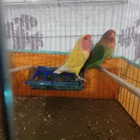 طوطی برزیلی