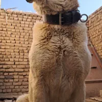 سگ الابای ۵ ساله