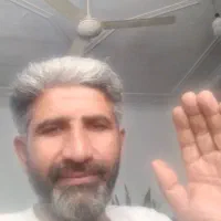 برنج دوباره کشت فریدونکنار