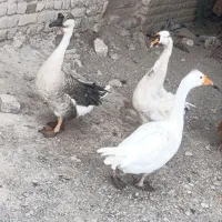 غازفروشی جوان|حیوانات مزرعه|تربت‌حیدریه, باغ ملی|دیوار