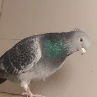 دو تا کبوتر