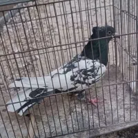 کبوتر تهرونی و پلاکی