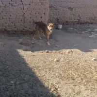 سگ خوب|سگ|بیرجند, |دیوار