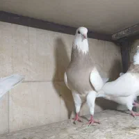 کبوتر طوقی ناب|پرنده|وحیدیه, |دیوار