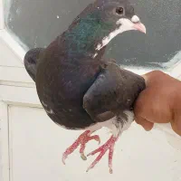 کفتر شهری سیاه