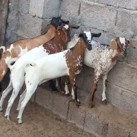 ‌‌کهر نر چاق به فروش می‌رسد
