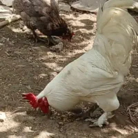 مرغ وخروس نژاد ذار با اصل ونصب