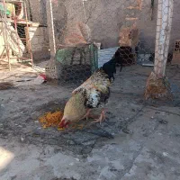 خروس محلی