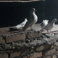 کبوتر