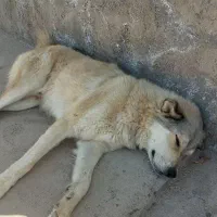 سگ گله نژادمیکس گرگی رنگ تقریبا کرم خاکستری