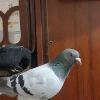 سبز دوخط|پرنده|خرمشهر, |دیوار